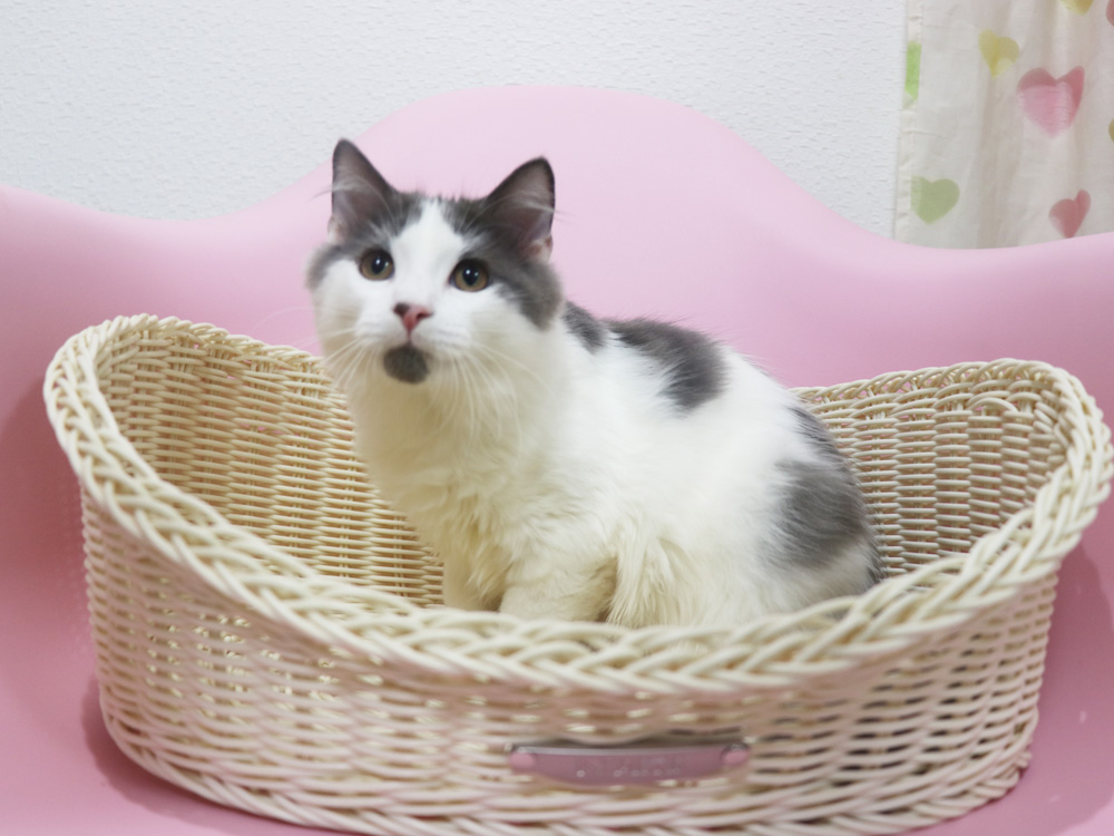 スコティッシュフォールドの子猫画像