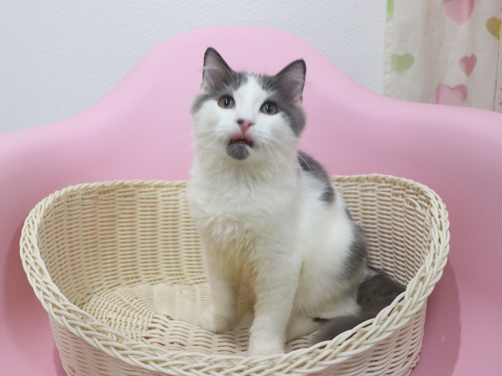 スコティッシュフォールドの子猫画像
