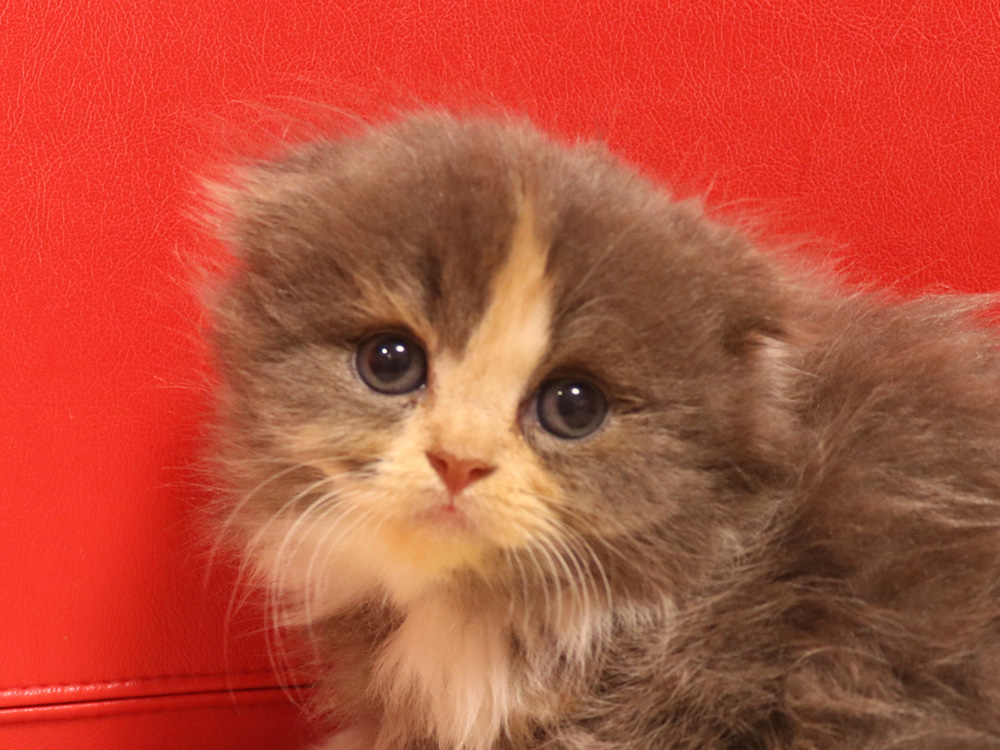 スコティッシュフォールドの子猫画像