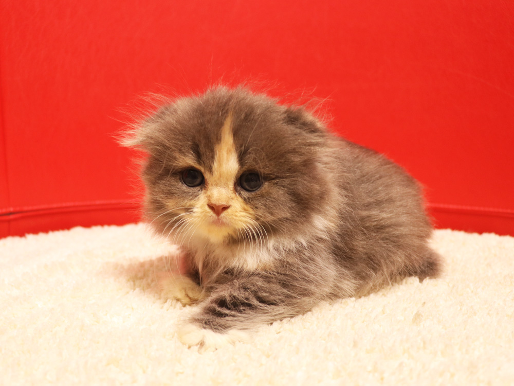 スコティッシュフォールドの子猫画像