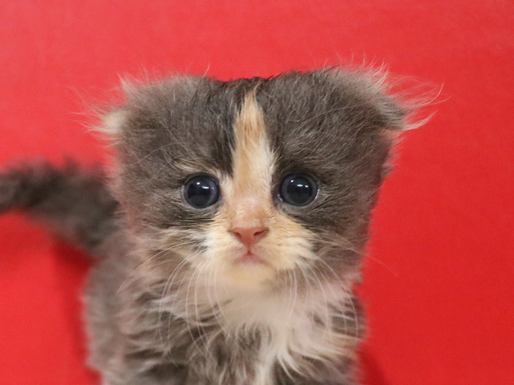 スコティッシュフォールドの子猫画像