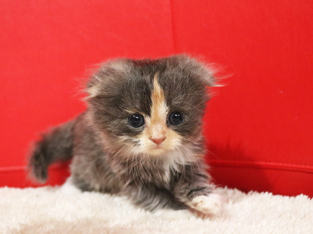 スコティッシュフォールドの子猫画像