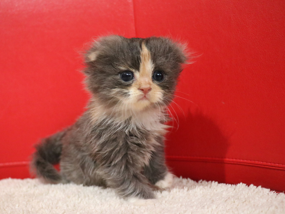 スコティッシュフォールドの子猫画像