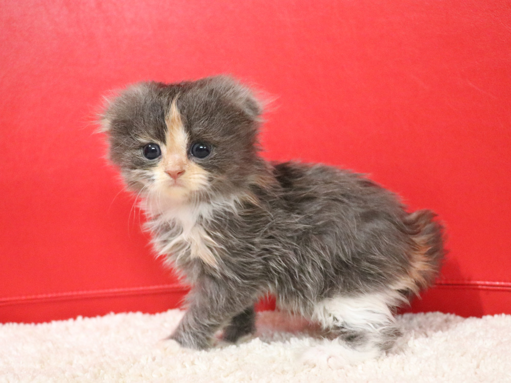 スコティッシュフォールドの子猫画像