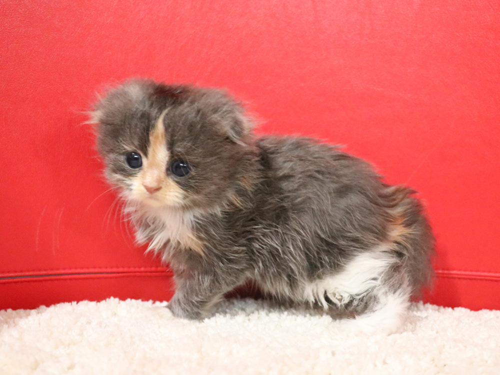 スコティッシュフォールドの子猫画像