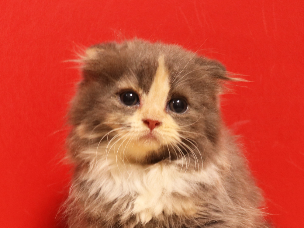 スコティッシュフォールドの子猫画像