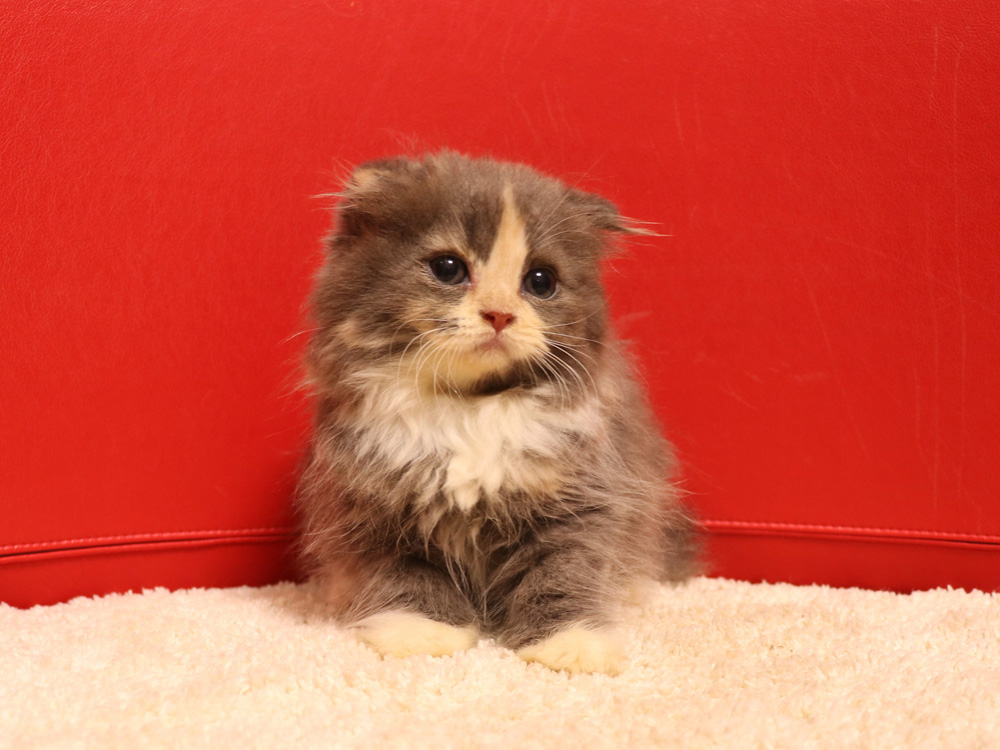 スコティッシュフォールドの子猫画像