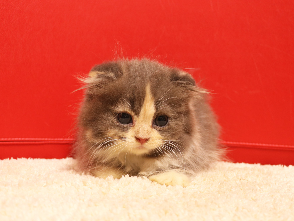 スコティッシュフォールドの子猫画像