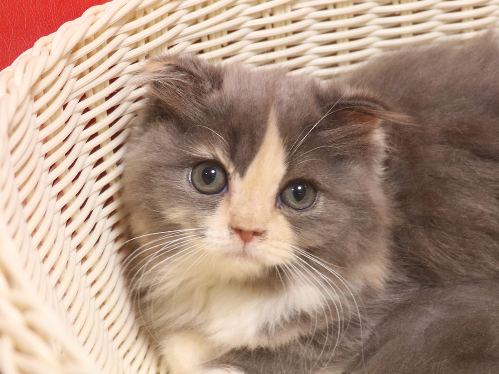 スコティッシュフォールドの子猫画像