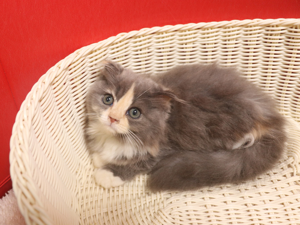 スコティッシュフォールドの子猫画像