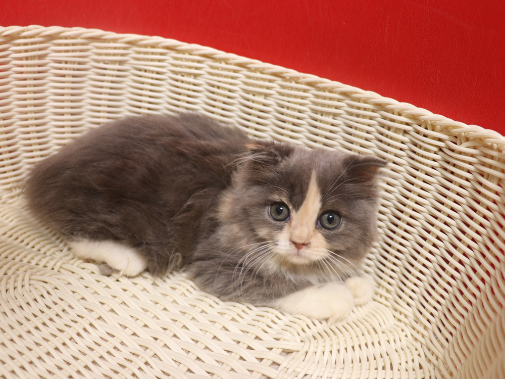 スコティッシュフォールドの子猫画像