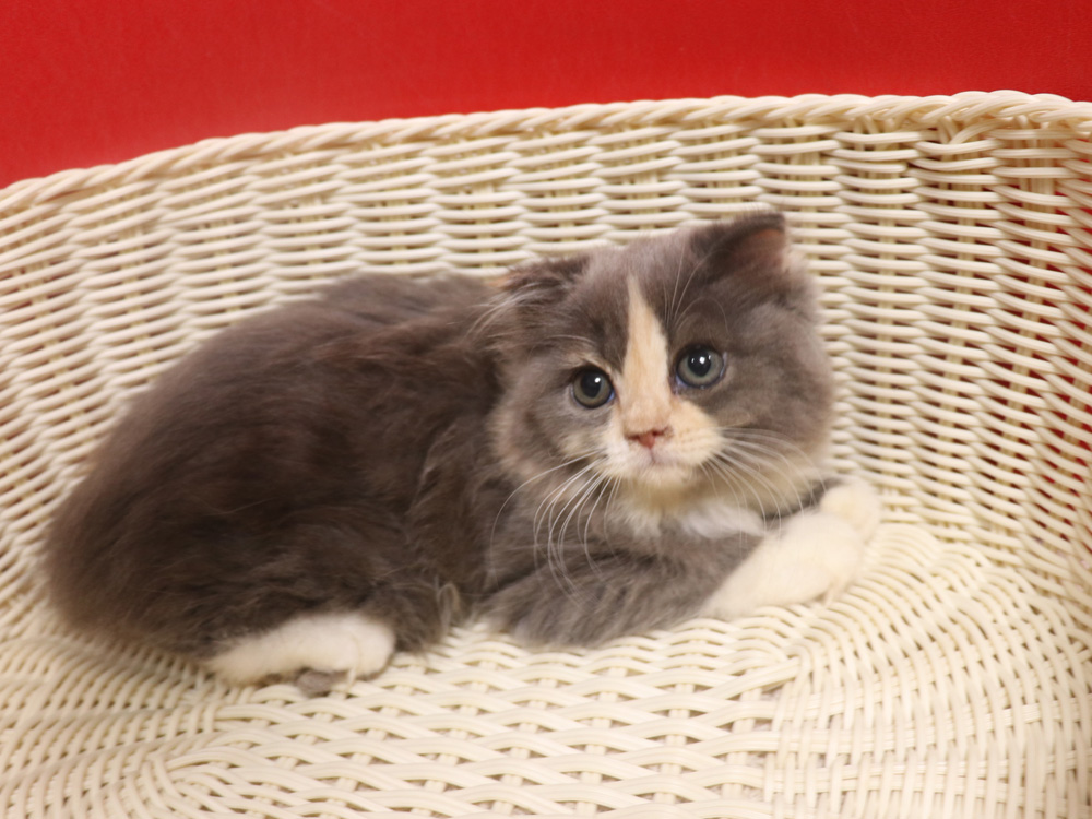 スコティッシュフォールドの子猫画像