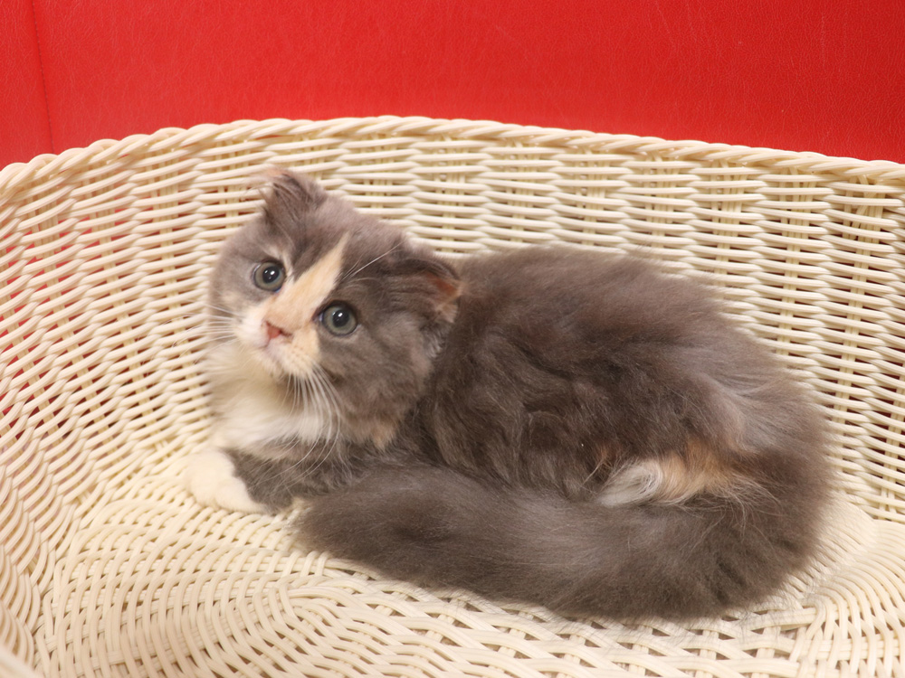 スコティッシュフォールドの子猫画像