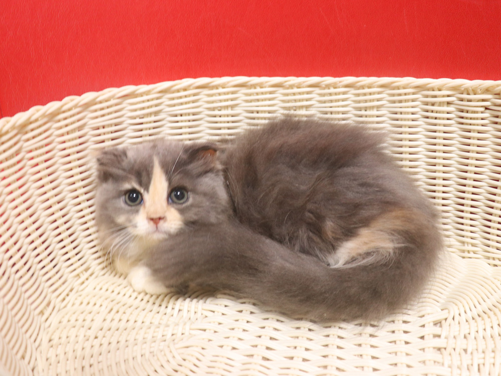 スコティッシュフォールドの子猫画像
