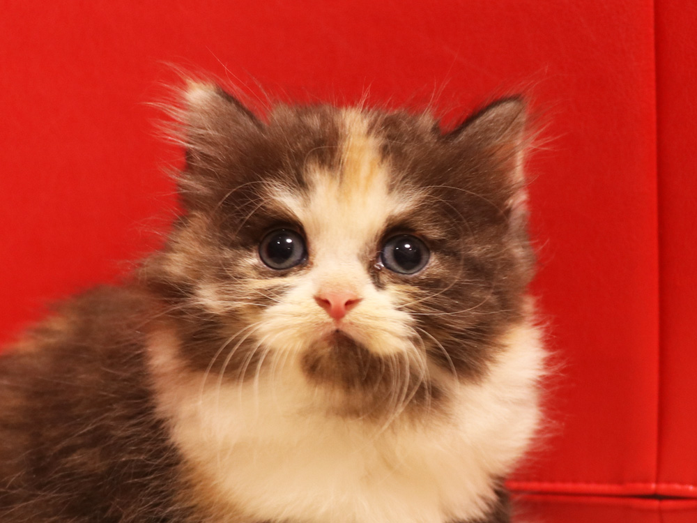 スコティッシュフォールドの子猫画像