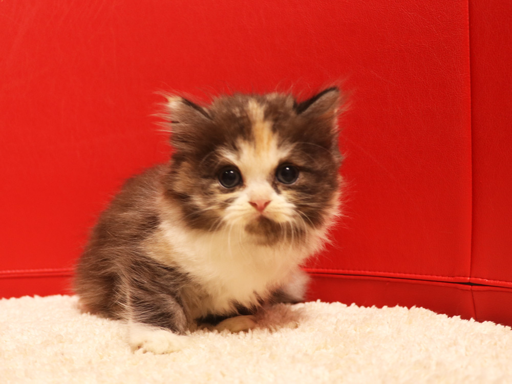 スコティッシュフォールドの子猫画像