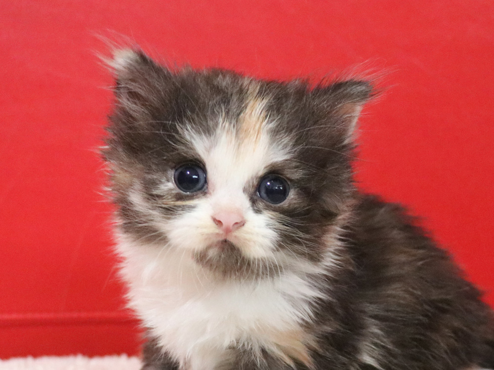 スコティッシュフォールドの子猫画像