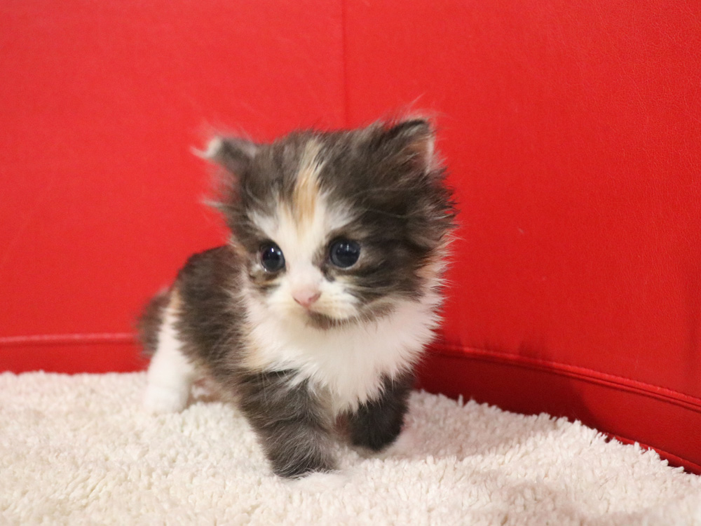 スコティッシュフォールドの子猫画像