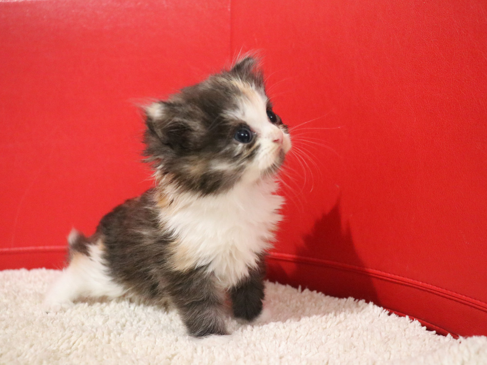 スコティッシュフォールドの子猫画像