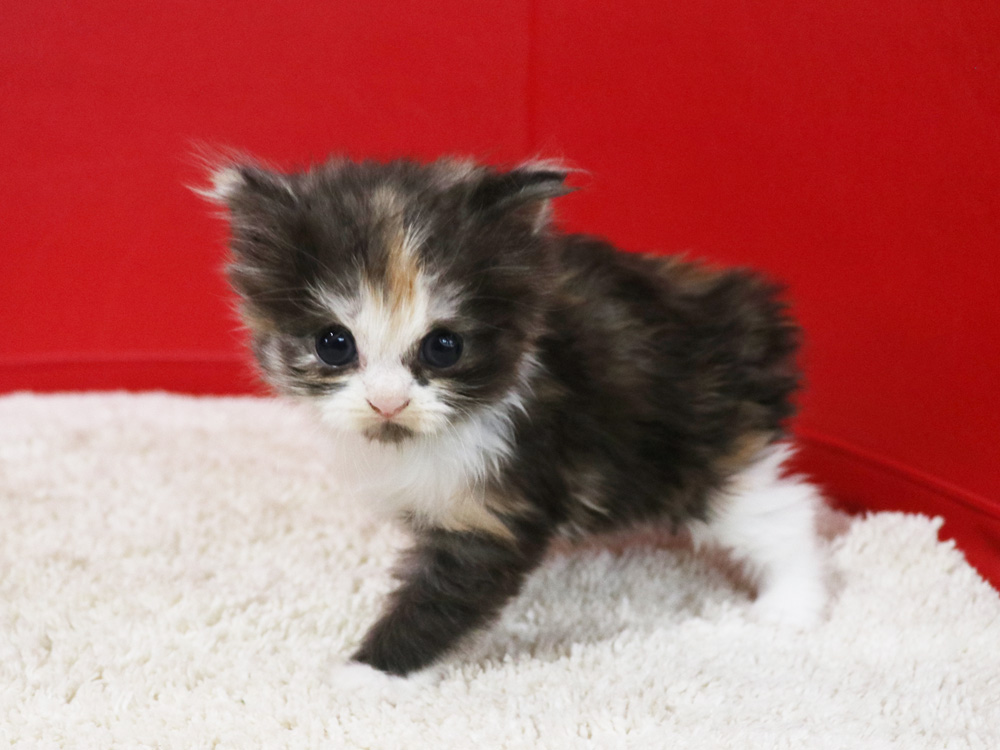 スコティッシュフォールドの子猫画像