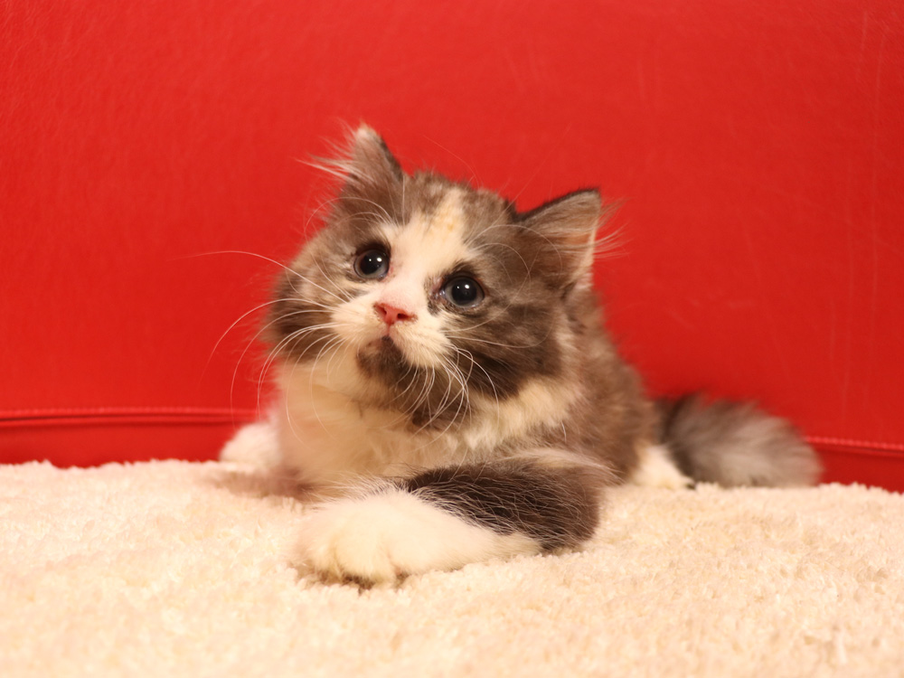 スコティッシュフォールドの子猫画像