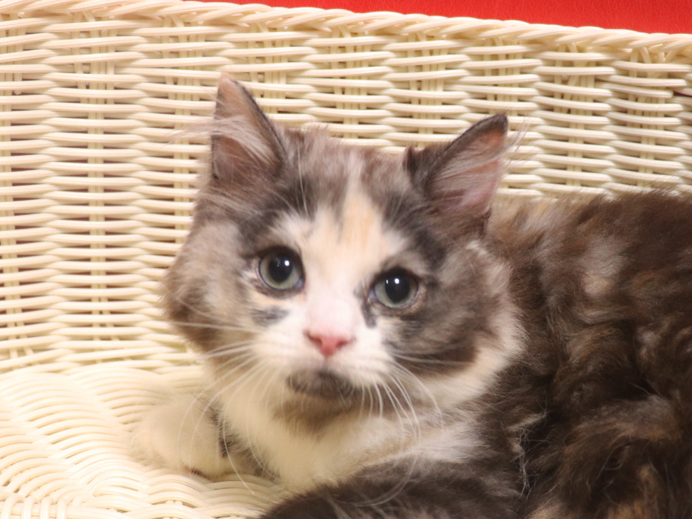 スコティッシュフォールドの子猫画像