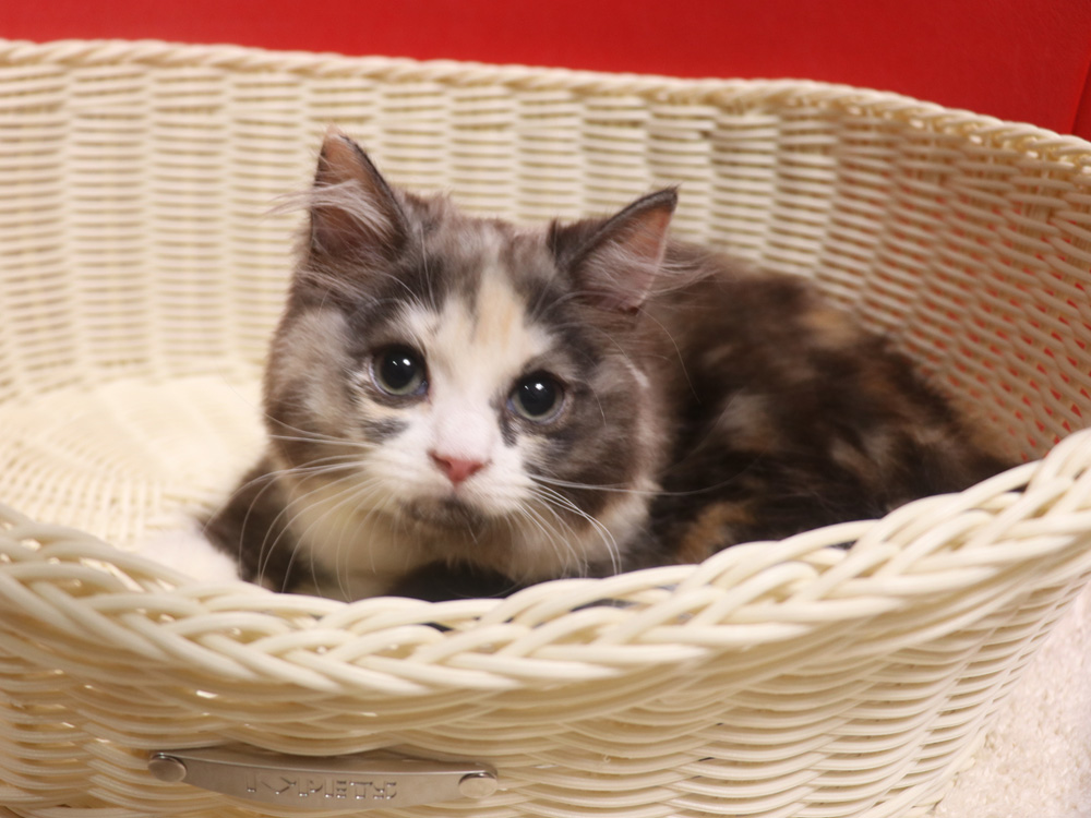 スコティッシュフォールドの子猫画像