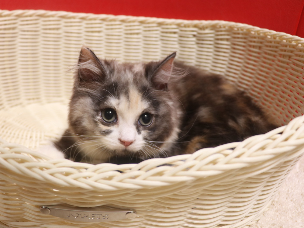 スコティッシュフォールドの子猫画像
