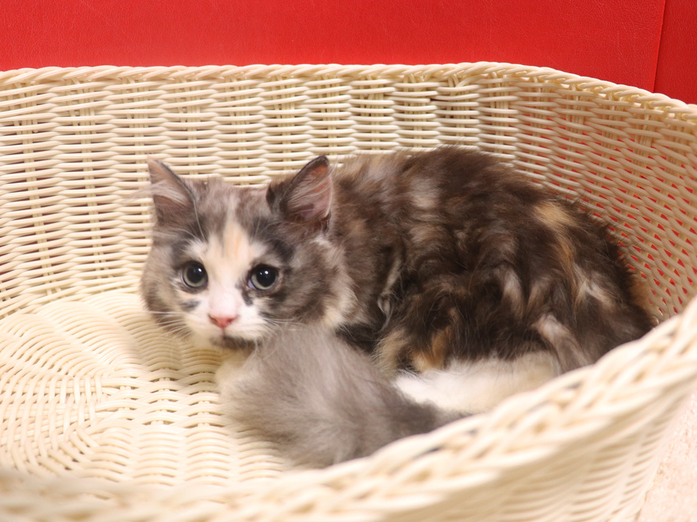 スコティッシュフォールドの子猫画像