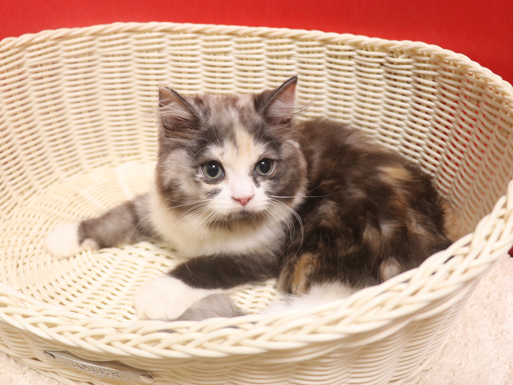 スコティッシュフォールドの子猫画像