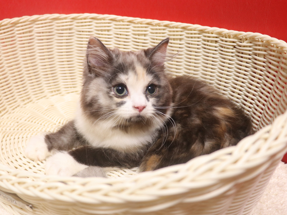 スコティッシュフォールドの子猫画像