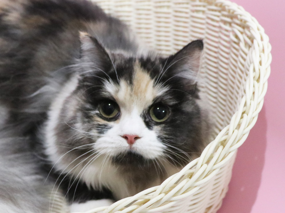 スコティッシュフォールドの子猫画像