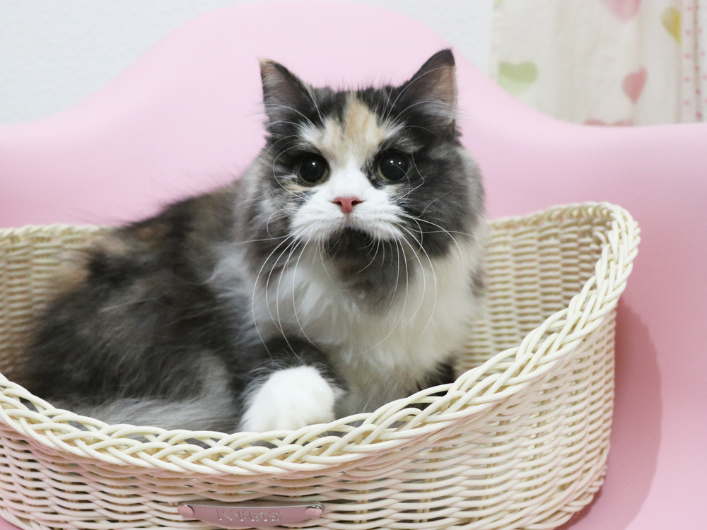 スコティッシュフォールドの子猫画像