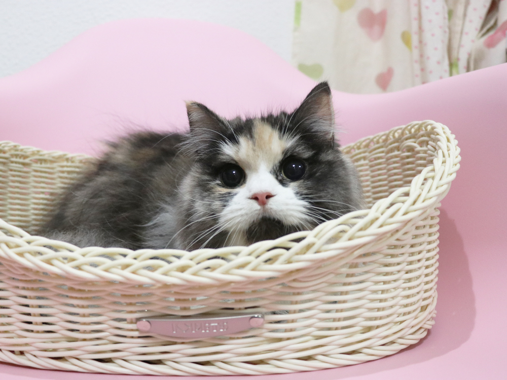 スコティッシュフォールドの子猫画像