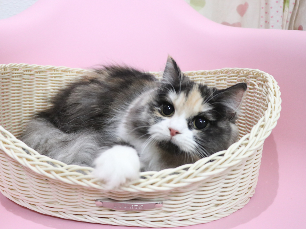 スコティッシュフォールドの子猫画像
