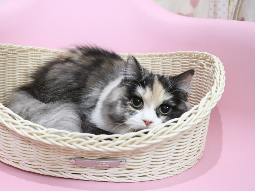 スコティッシュフォールドの子猫画像