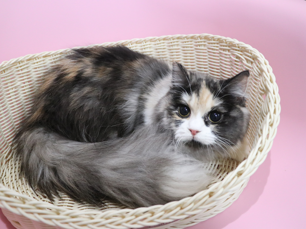 スコティッシュフォールドの子猫画像