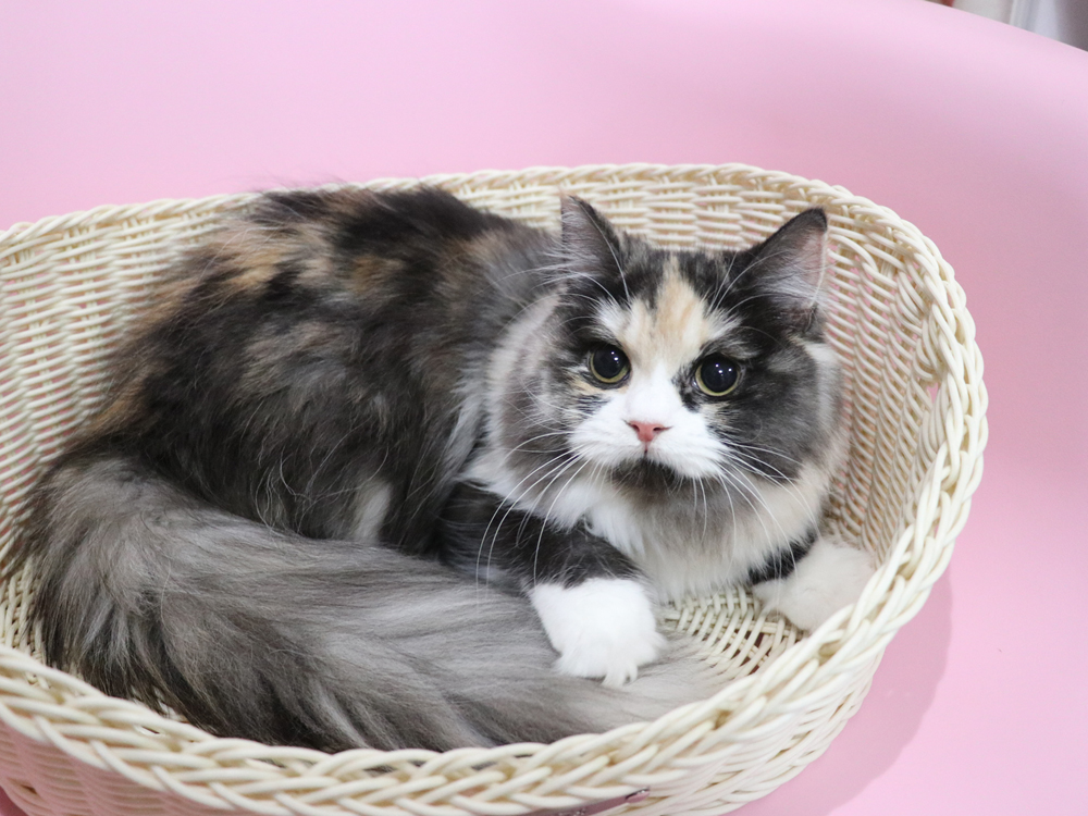 スコティッシュフォールドの子猫画像
