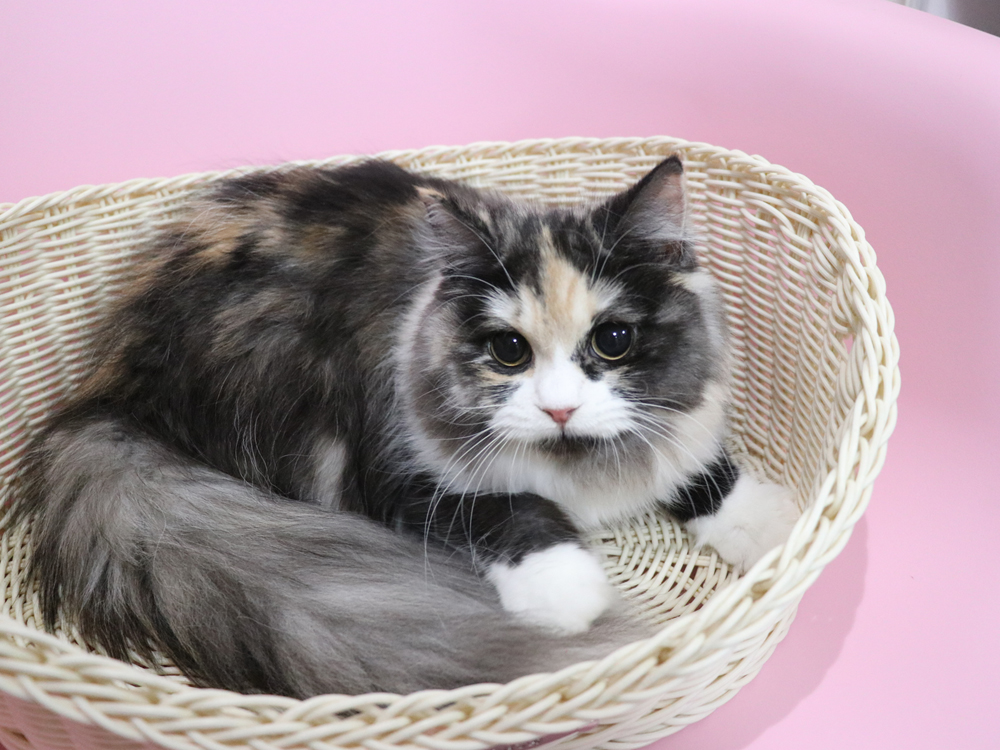 スコティッシュフォールドの子猫画像