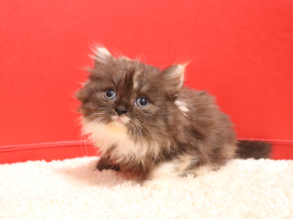 スコティッシュフォールドの子猫画像