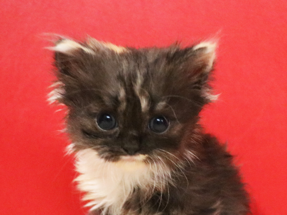 スコティッシュフォールドの子猫画像