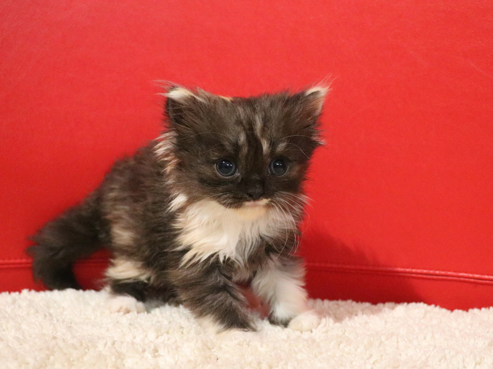 スコティッシュフォールドの子猫画像