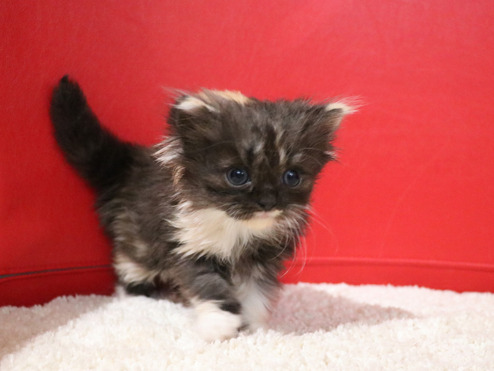 スコティッシュフォールドの子猫画像