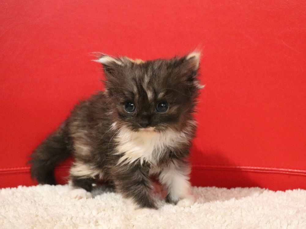 スコティッシュフォールドの子猫画像