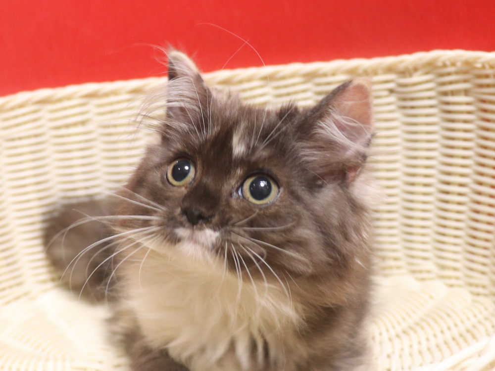 スコティッシュフォールドの子猫画像