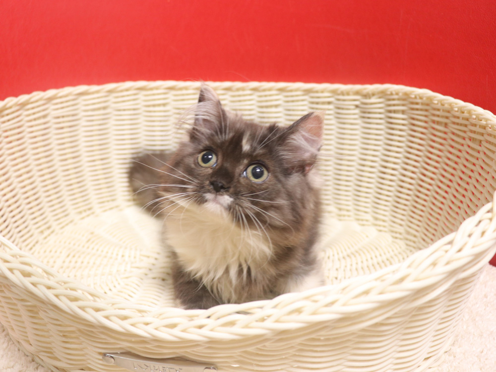 スコティッシュフォールドの子猫画像