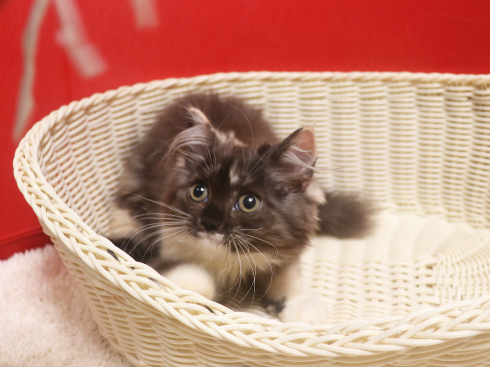 スコティッシュフォールドの子猫画像