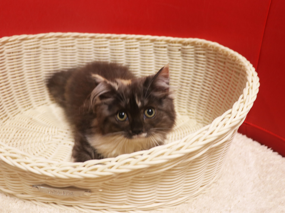 スコティッシュフォールドの子猫画像