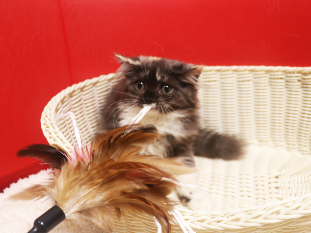 スコティッシュフォールドの子猫画像
