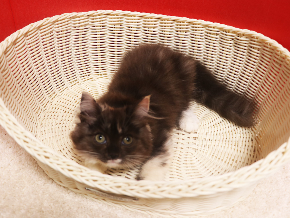 スコティッシュフォールドの子猫画像